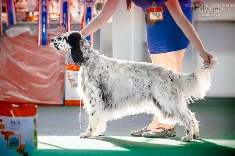 Princess Pride Alabama | English Setter 