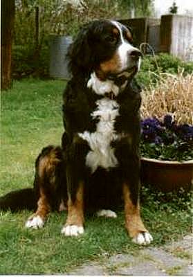 Nana'S Livia | Bernese Mountain Dog 