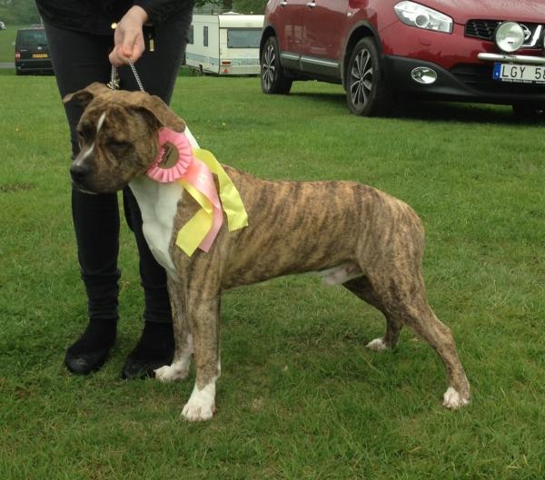 Exelion Beautiful Balthazar | American Staffordshire Terrier 