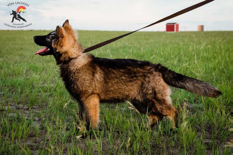 Collie Von Lachish | German Shepherd Dog 