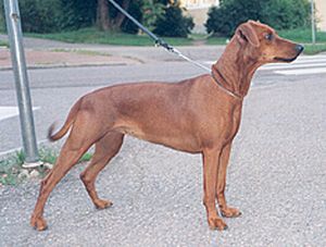 Cherpin BEA QUELLA CEDA | German Pinscher 