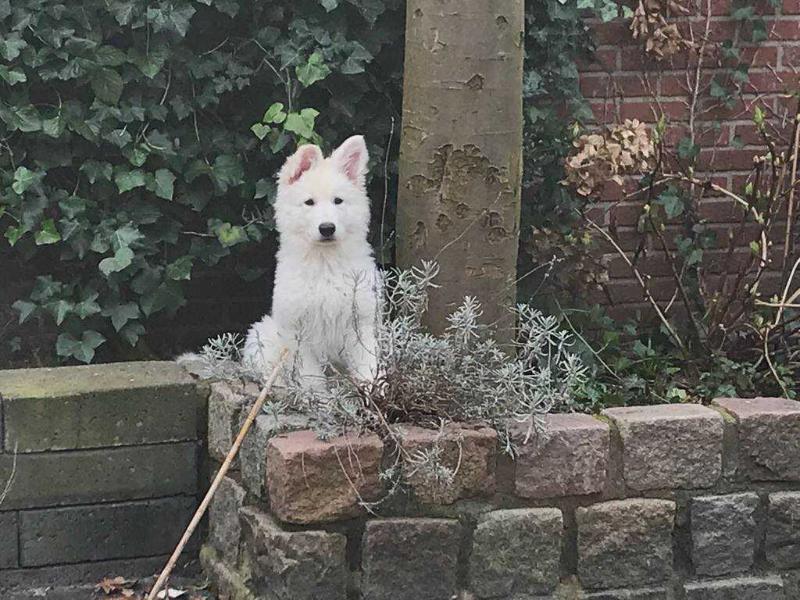 Neverending Snow des Ecrins de Sirius | White Swiss Shepherd Dog 