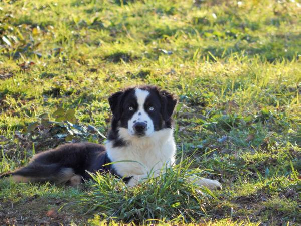 Hunters Never Ending Story | Australian Shepherd 