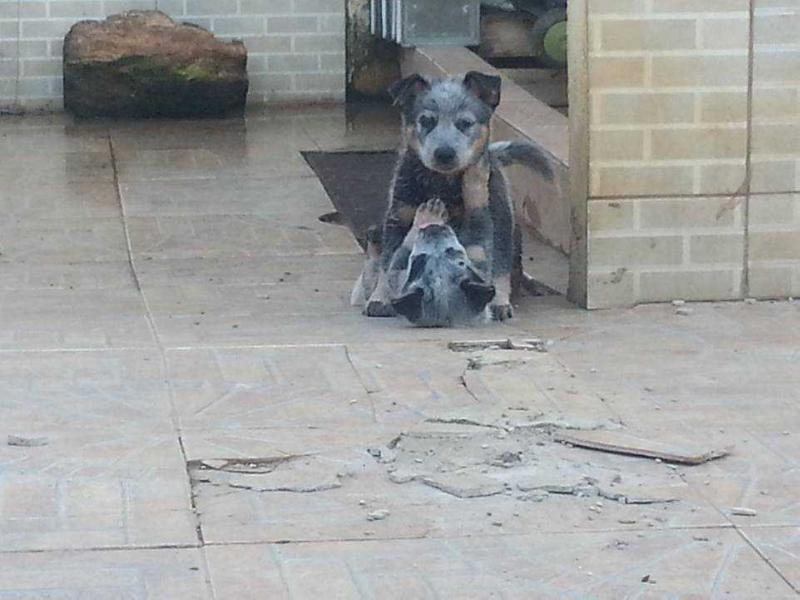 DODGE BLUE HEELER SELIVON | Australian Cattle Dog 