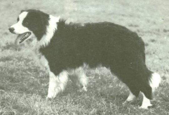 Craig ISDS 47577 | Border Collie 