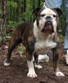 P4P'S STUMP | Olde English Bulldogge 