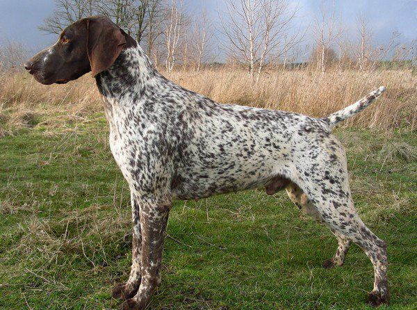 Obelix Z Czarnego Dworu | German Shorthaired Pointer 