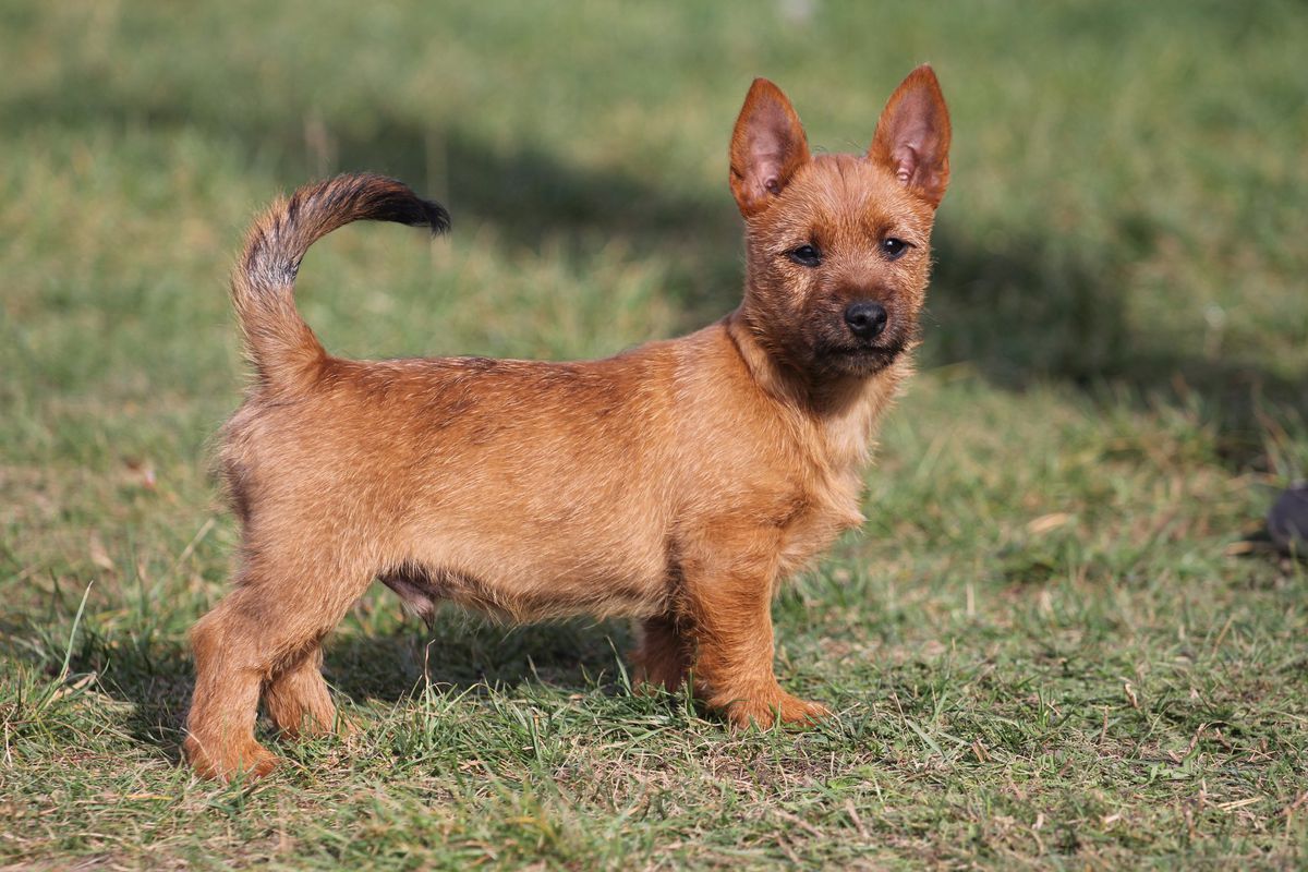 Xarris iz Zvezdnogo Grafstva | Australian Terrier 
