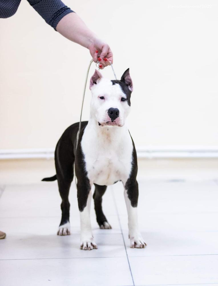 Lord Of Hearts Bergamot | American Staffordshire Terrier 