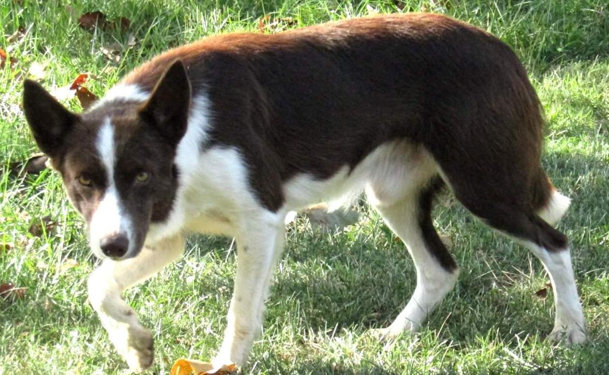 B6DR Buck | Border Collie 