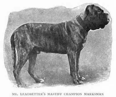 Marksman [Mr. Leadbetter's] | Mastiff 