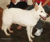Piu Bianco Dhaga | White Swiss Shepherd Dog 