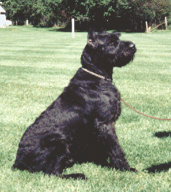 Igor vom Hatzbachtal | Giant Schnauzer 