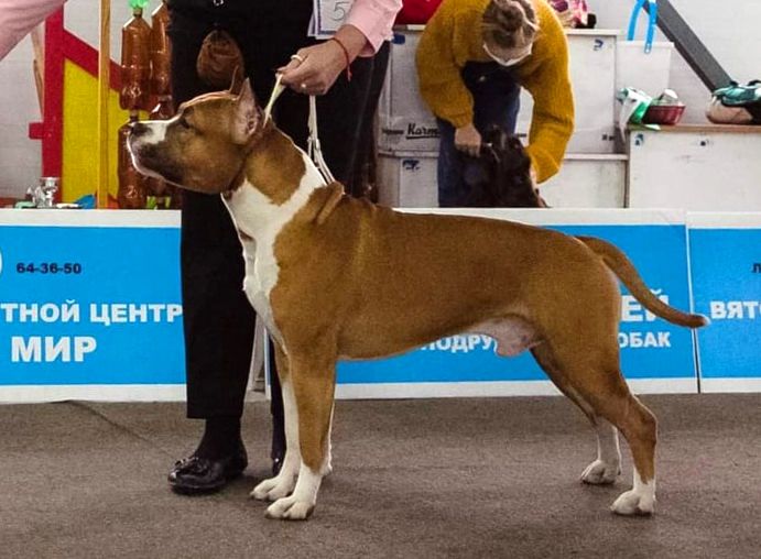 Radost Lubavi Kiton Of Kvins | American Staffordshire Terrier 
