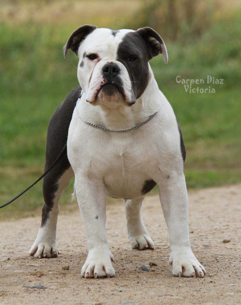 Carpen Diaz Victoria | Olde English Bulldogge 