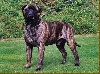 Nugget hazienda high Chapperal | Bullmastiff 