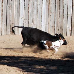 TH SLY ABC 338365 | Border Collie 