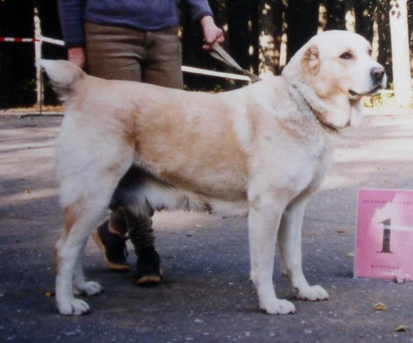 Benazir-Gard | Central Asian Shepherd Dog 