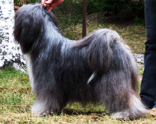 PINDAROS ETERNAL MAGIC | Tibetan Terrier 