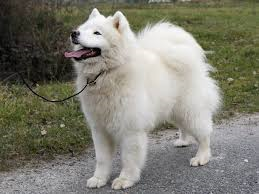 HOME SWEET HOME FOR HAPPY of Karasea | Samoyed 