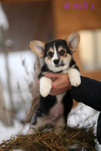 Hailait's Blake | Pembroke Welsh Corgi 