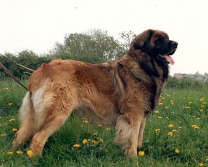 Achat v.d. Hirschhalde | Leonberger 