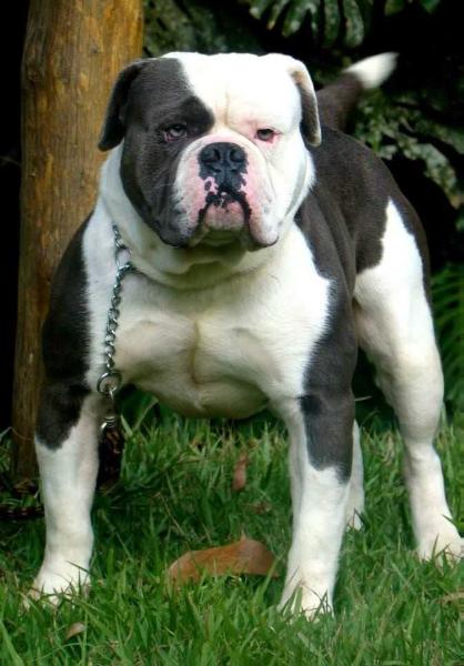 Sunshine Bulls Euro | Olde English Bulldogge 