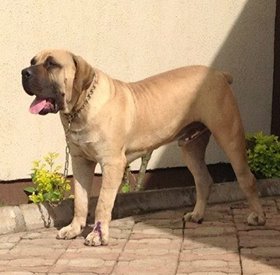 Crihata Barack | African Boerboel 