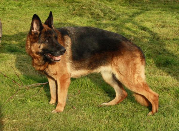 Ultra iz Chertova Rva | German Shepherd Dog 