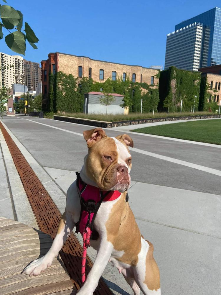 Shoreline's Diamond | Olde English Bulldogge 