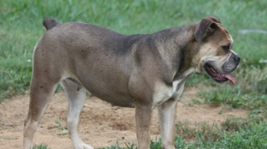 Rock Solids’ Fee Bee of Eve’s | Olde English Bulldogge 