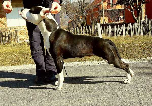 Show Lady Lana | American Staffordshire Terrier 