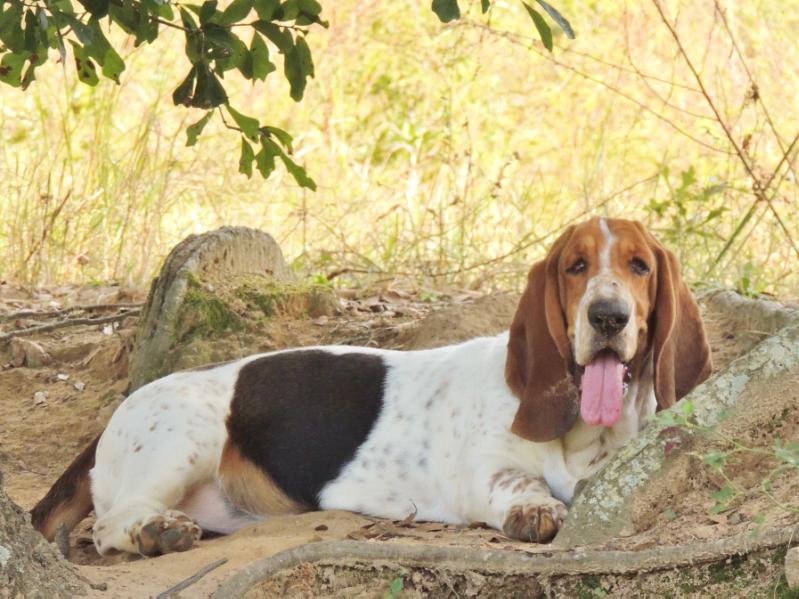 Janzen's Matilda | Basset Hound 