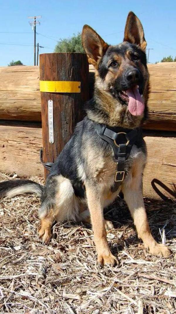 Sasha Vom Leiva | German Shepherd Dog 