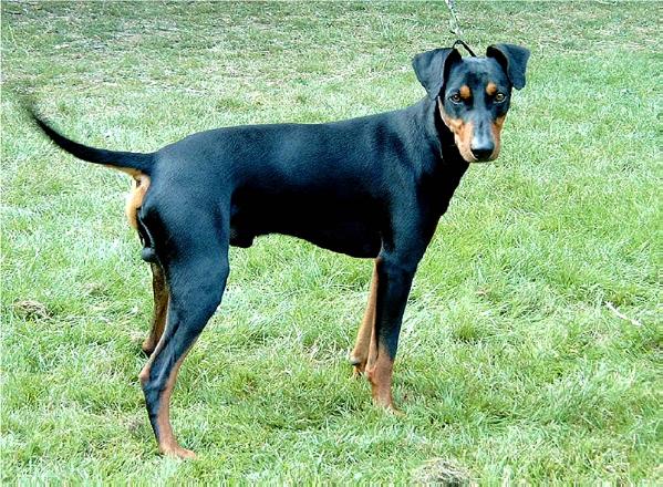 AKIM vom Asbachtal | German Pinscher 