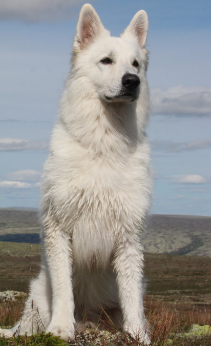 Chris aus Feuer und Eis | White Swiss Shepherd Dog 