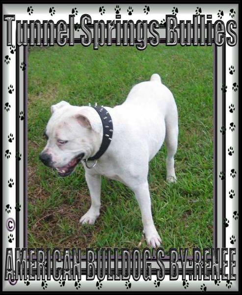 Tunnel Springs Bullies Petie | American Bulldog 