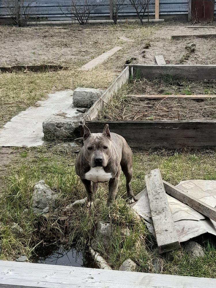 LINDA EVANGELISTA IZ KURGAN GRADA | American Staffordshire Terrier 