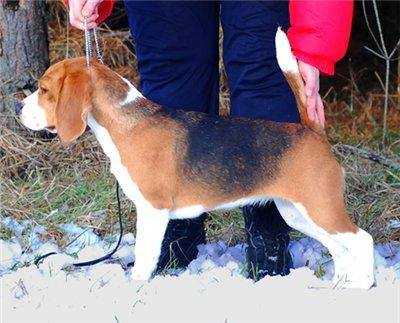 SHOW GIRL Leo Libra | Beagle 