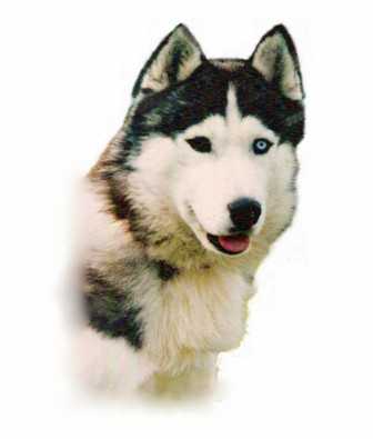 Bundas Boston Blazer | Siberian Husky 