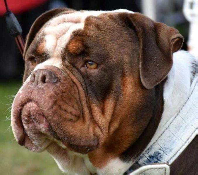 Reservoirbulls Chocotoff | Olde English Bulldogge 