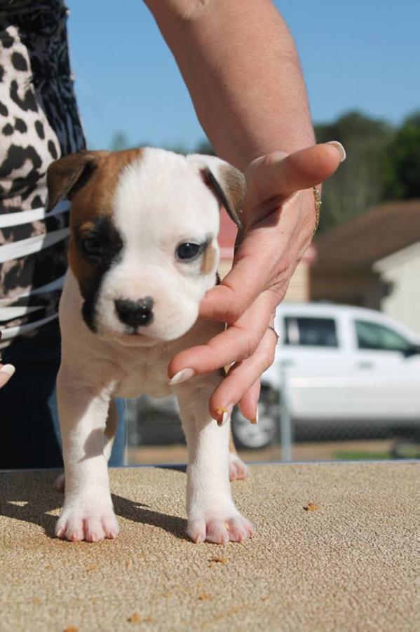 Kayo's IceMan | American Staffordshire Terrier 