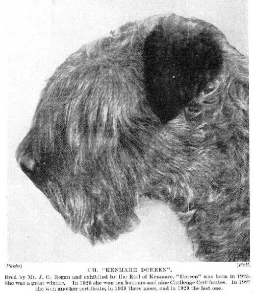 Kenmare Doreen (1925) | Kerry Blue Terrier 