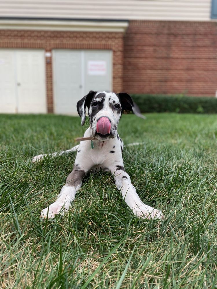 Naribas Much Ado About Nothing | Great Dane 