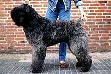 Harras (1989) NHSB 1663070 | Bouvier des Flandres 