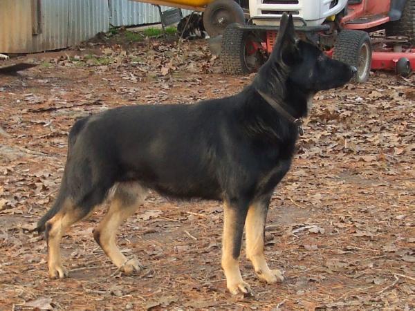 Dani Vom Hall Haus | German Shepherd Dog 