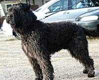 JACKSON Zielebacherhof | Bouvier des Flandres 