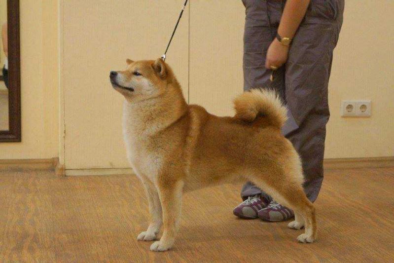 HANDZIMEMESITE UMARENAGARA NO TENSAY | Shiba Inu 