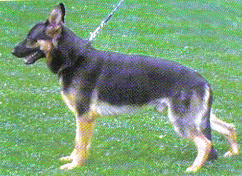 Cvak z Podskalky | German Shepherd Dog 