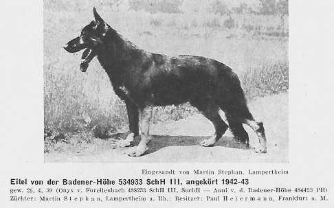 Eitel von der Badener-Höhe | German Shepherd Dog 